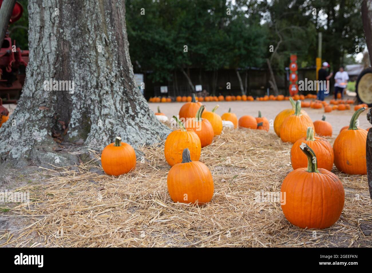 Scattered orange pumpkins sitting on the ground at a fall festival at a local pumpkin patch Stock Photo
