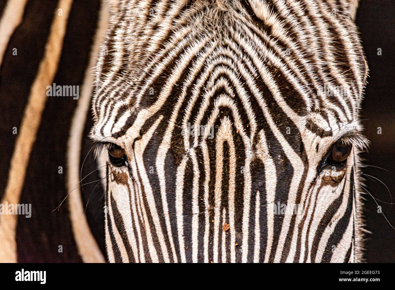 Closeup shot of the zebra's head Stock Photo - Alamy