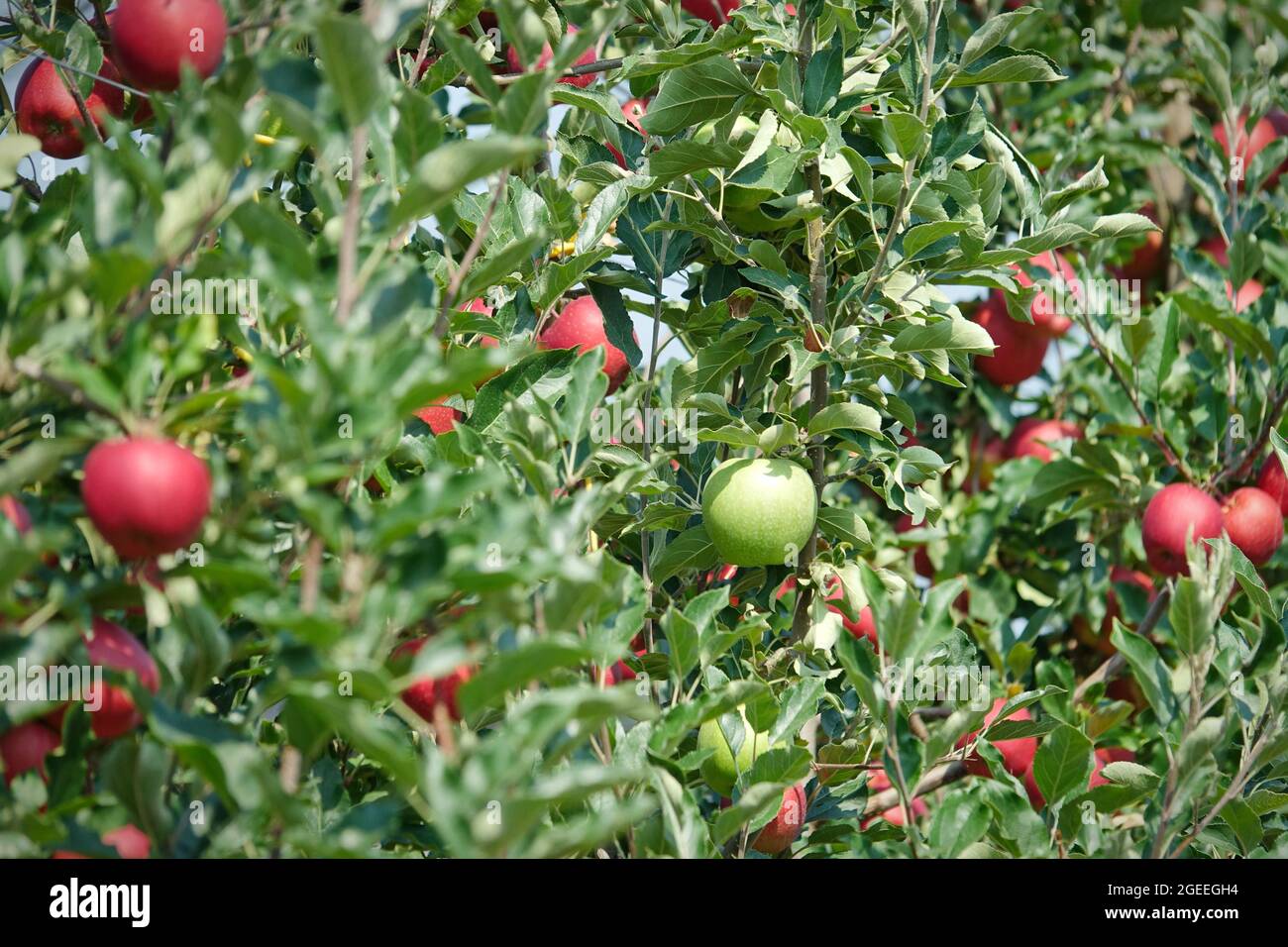 Organic apples hanging from a tree branch in an apple orchard Stock ...