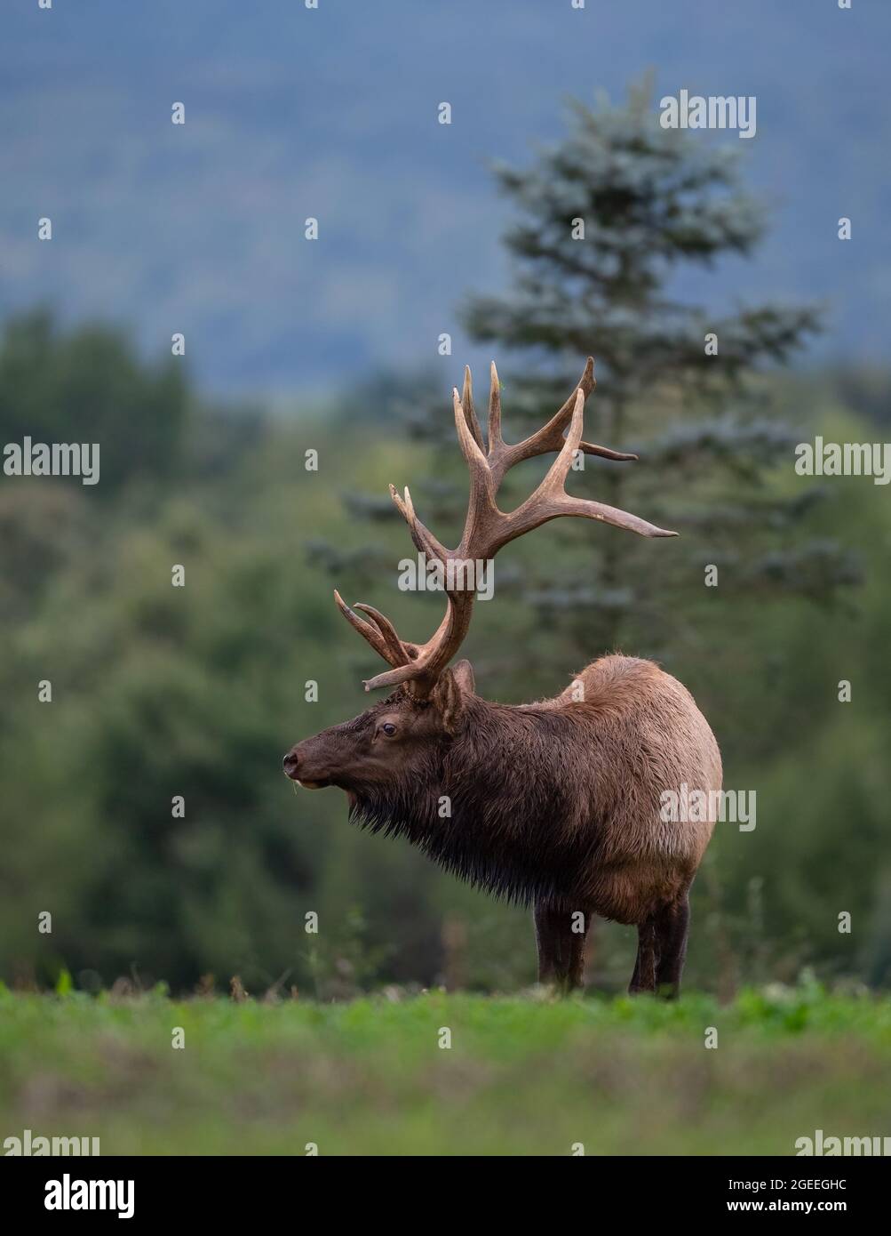 Bull elk during the rut season in autumn Stock Photo - Alamy