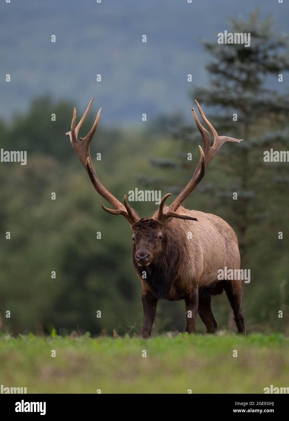 Elk In Fall Bull and cow during rutting season hi-res stock photography and images ...
