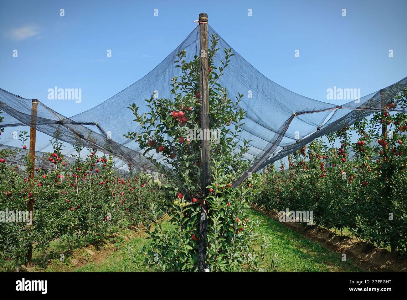 Anti-hail net protection for fruit. Apple orchard in Italy Stock Photo
