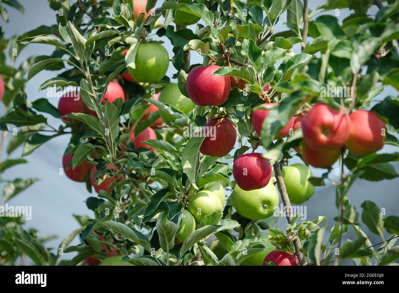 Organic apples hanging from a tree branch in an apple orchard Stock Photo