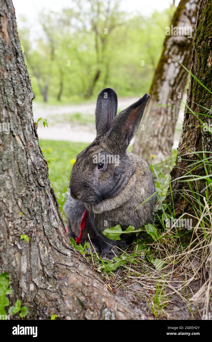 Big rabbit in forest. Lovely and lively bunny in nature Stock Photo Alamy