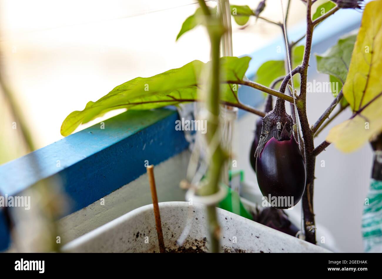Eggplant grows in a greenhouse. Fresh organic eggplant aubergine