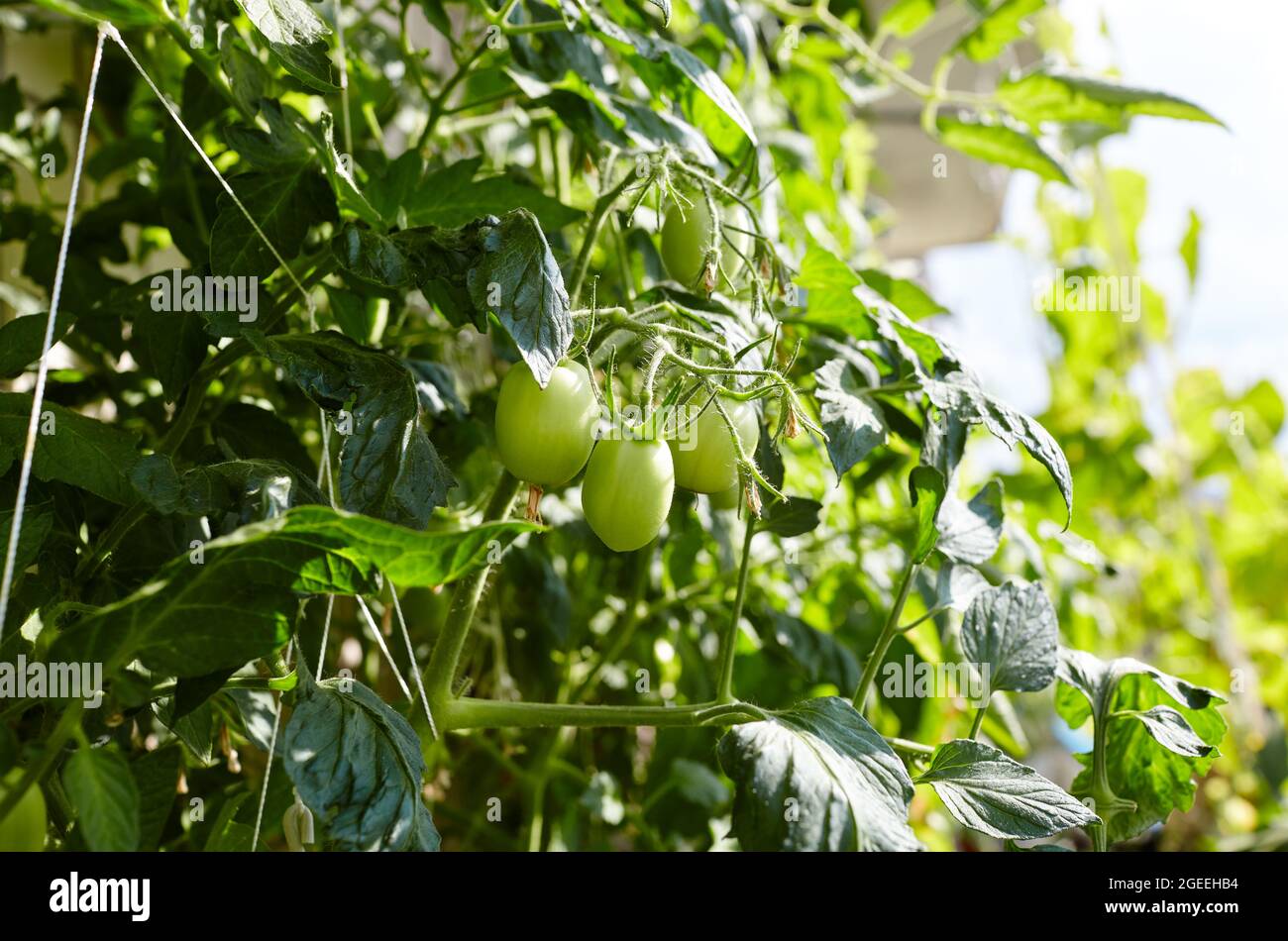 Tomato grows in a greenhouse. Growing fresh vegetables in a greenhouse ...