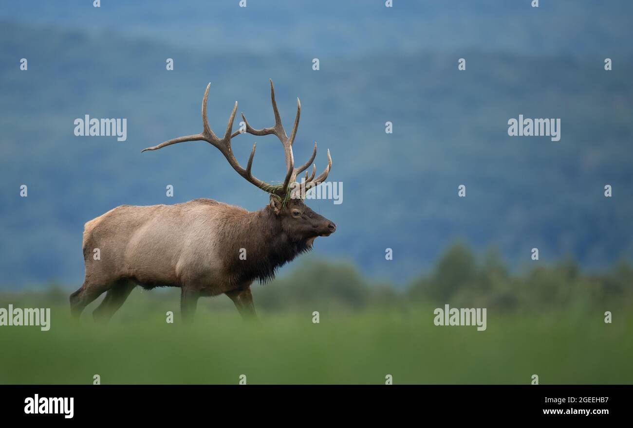 Bull elk during the rut season in autumn Stock Photo - Alamy