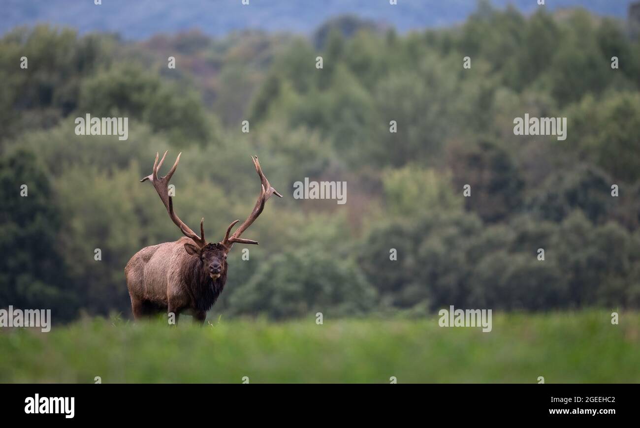 Bull elk during the rut season in autumn Stock Photo - Alamy