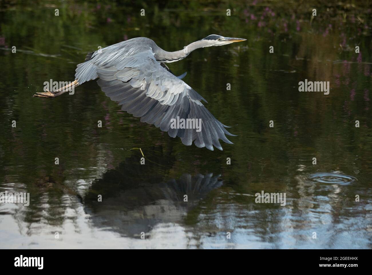 A Heron takes flight along the banks of the river Cam at Grantchester Cambridgeshire Stock Photo