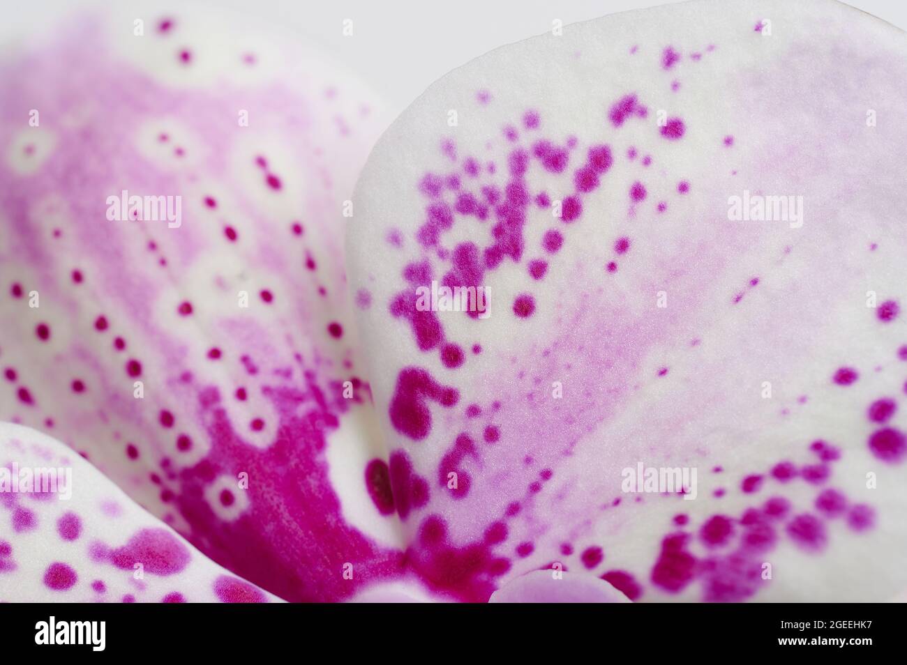 Leaf of purple flower macro close up view. Natural background Stock Photo