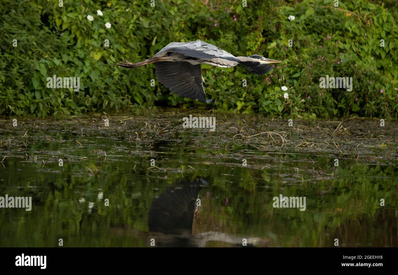 A Heron takes flight along the banks of the river Cam at Grantchester Cambridgeshire Stock Photo