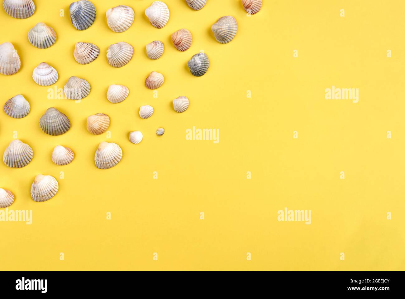 Seashells on bright yellow background, summer concept, copy space Stock ...