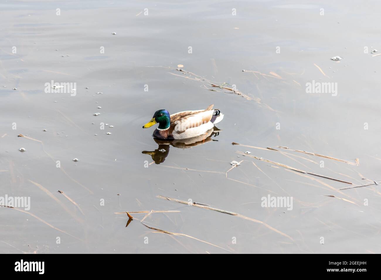 River Mallard Duck