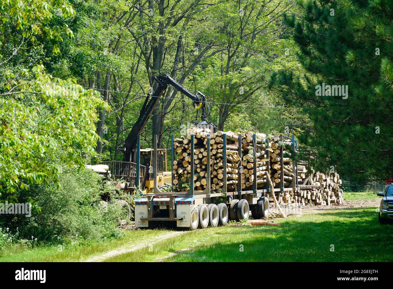Logging Operations in the Woods Stock Photo Alamy