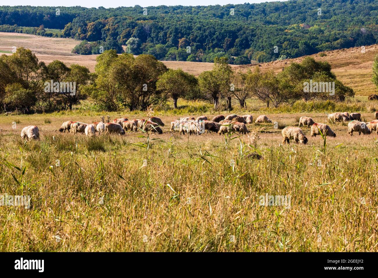 A lot of sheep grazing on dry field on sunny day Stock Photo - Alamy