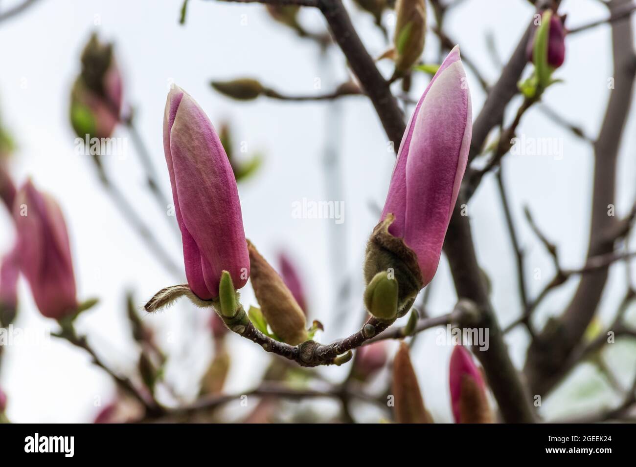 Pink magnolia flowers on tree on sky background Stock Photo - Alamy