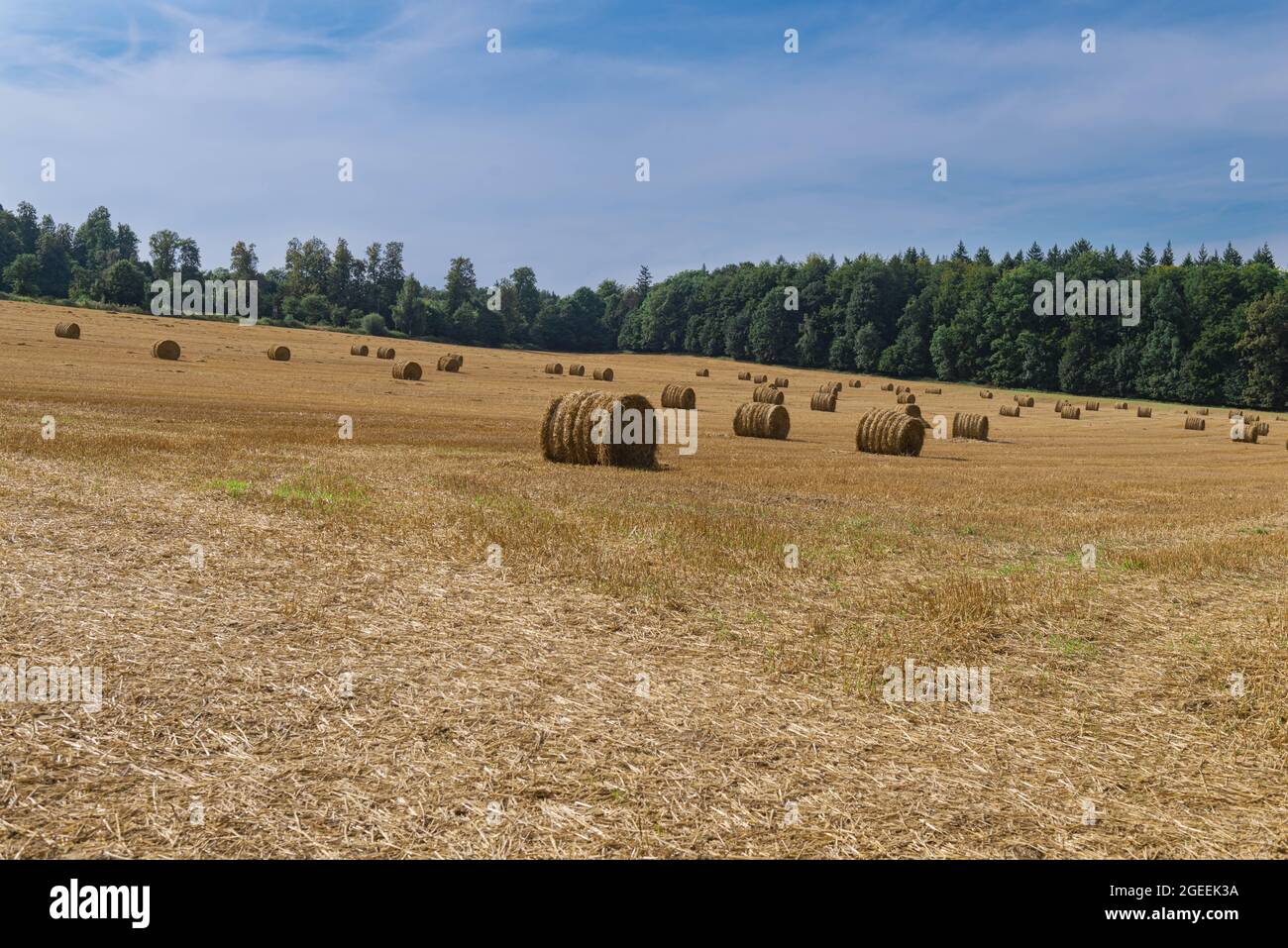 Bales of compressed straw lying on the stubble after the harvest Stock