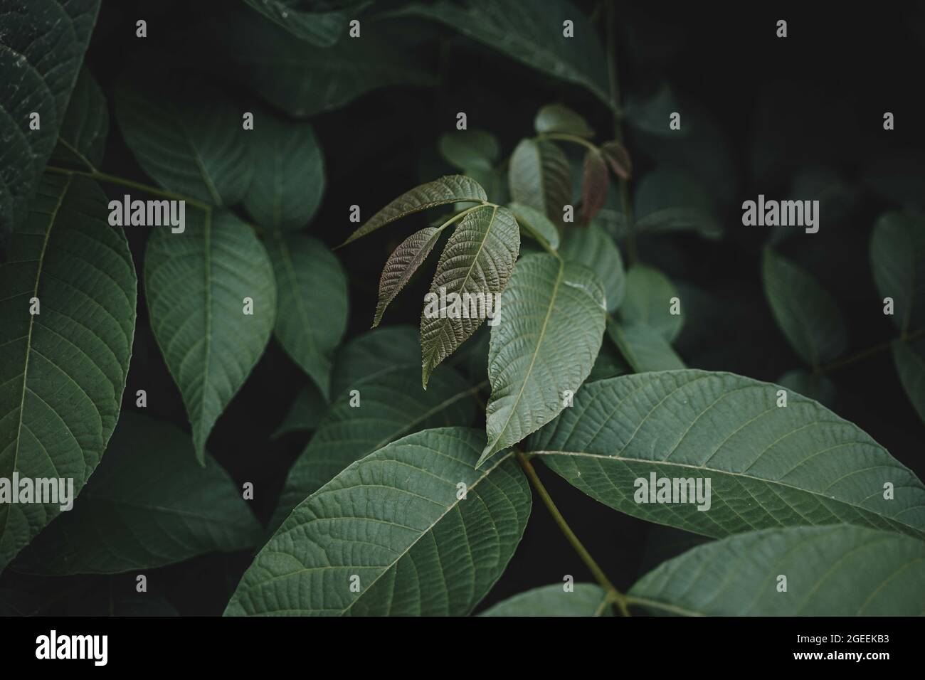 Closeup shot of green leaves Stock Photo - Alamy