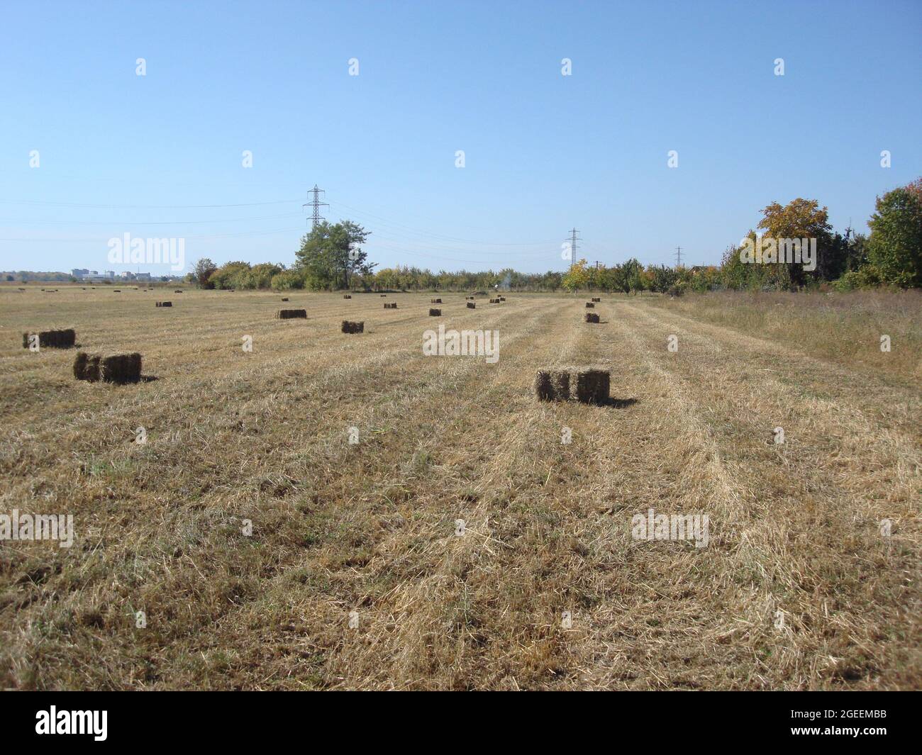 Agricultural field with straw bales after harvest Stock Photo - Alamy