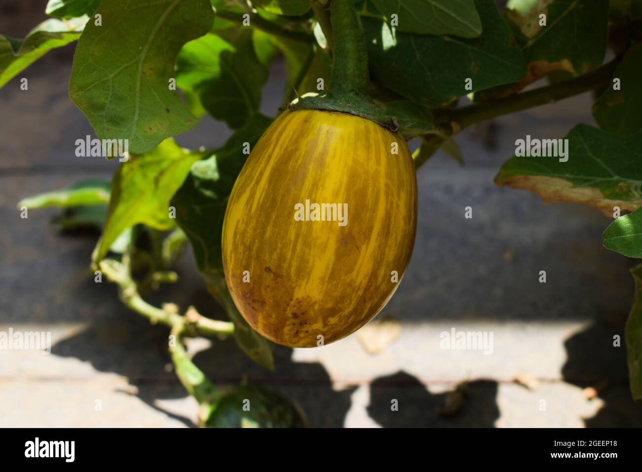 Fresh shiny big yellow Eggplant shaded. Yellow coloured brinjal organic
