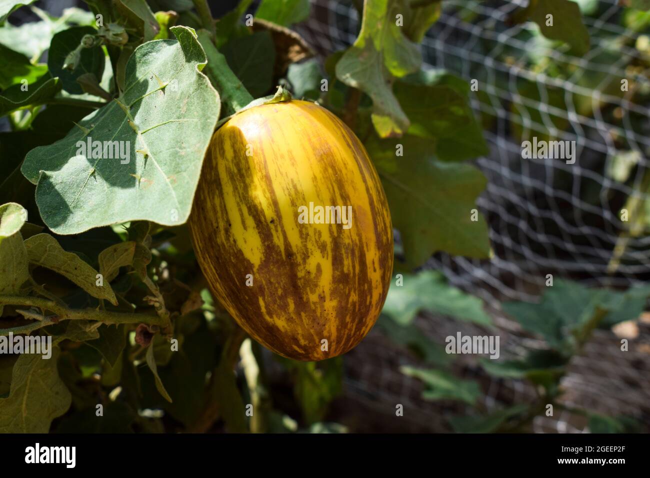 Fresh shiny big yellow Eggplant shaded. Yellow coloured brinjal organic