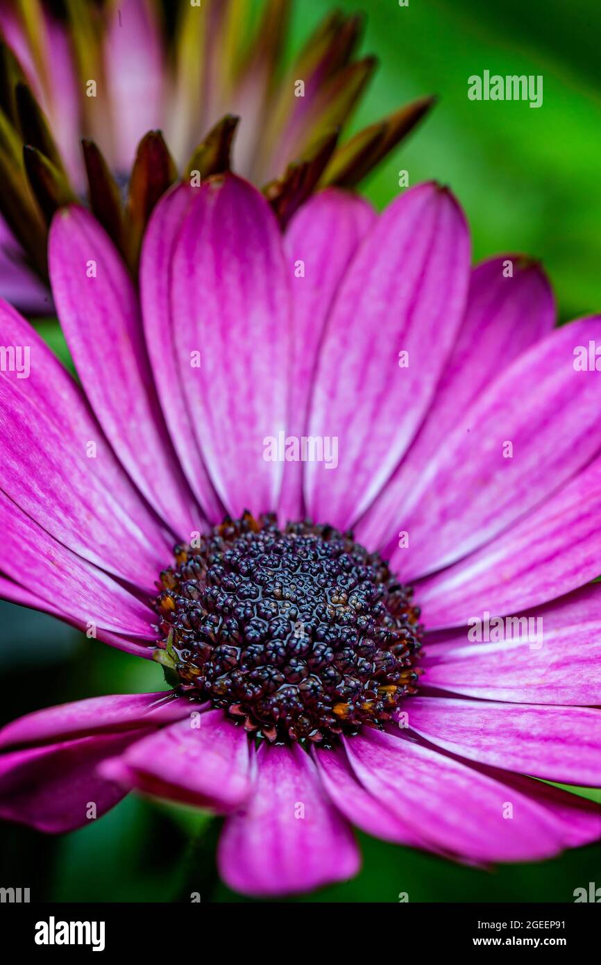 Close up of single violet Osteospurmum flowerhead Stock Photo
