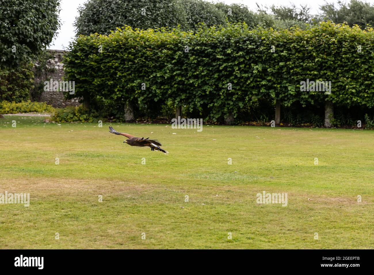 Harris Hawk, bay-winged hawk in flight. Wildlife animal scene from ...
