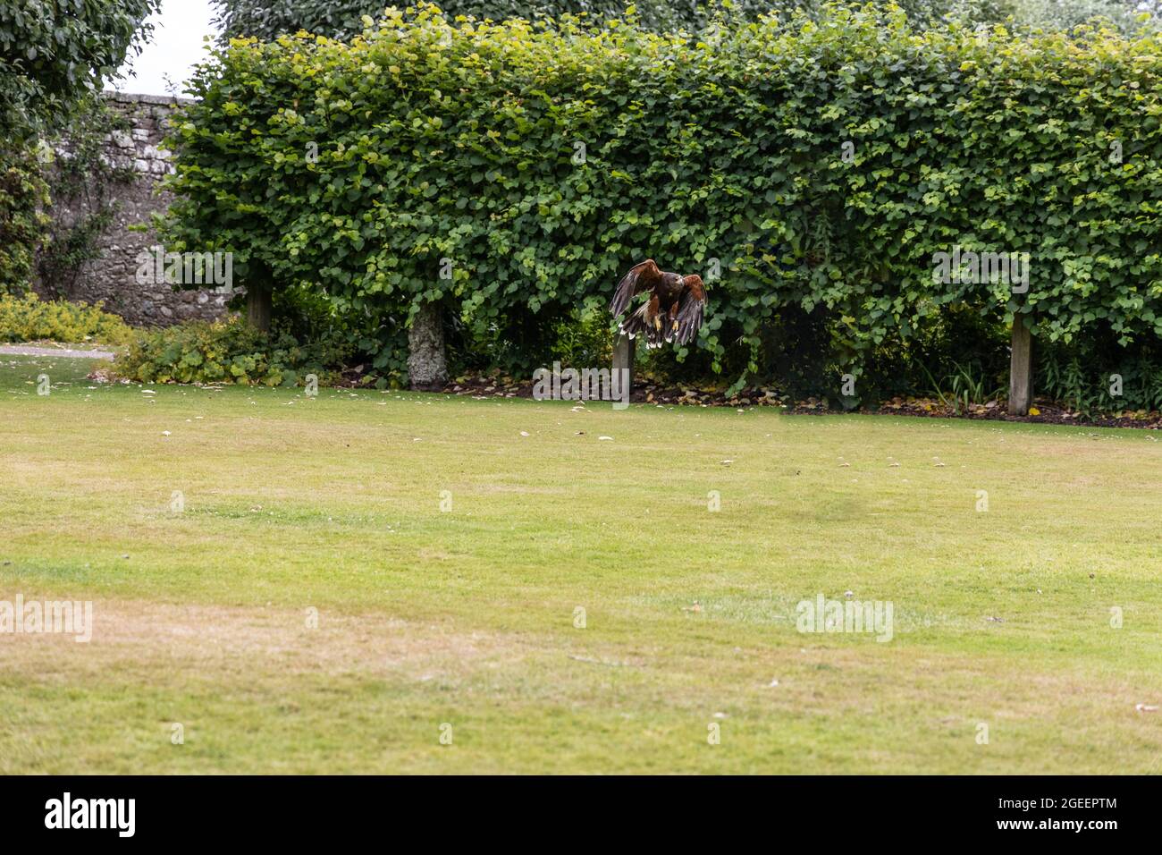 Harris Hawk, bay-winged hawk in flight. Wildlife animal scene from ...