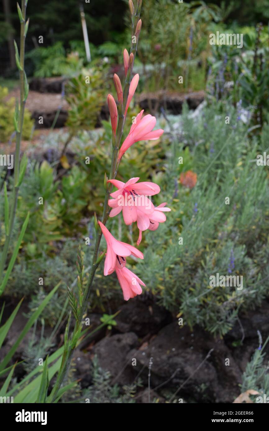 Pink Bugle-Lily Flower, Maui, Hawaii Stock Photo