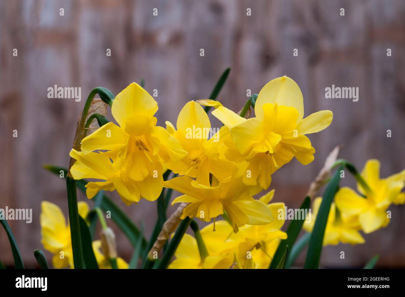 Close up of Narcissus Tripartite in spring. Narcissus Tripartite is a ...