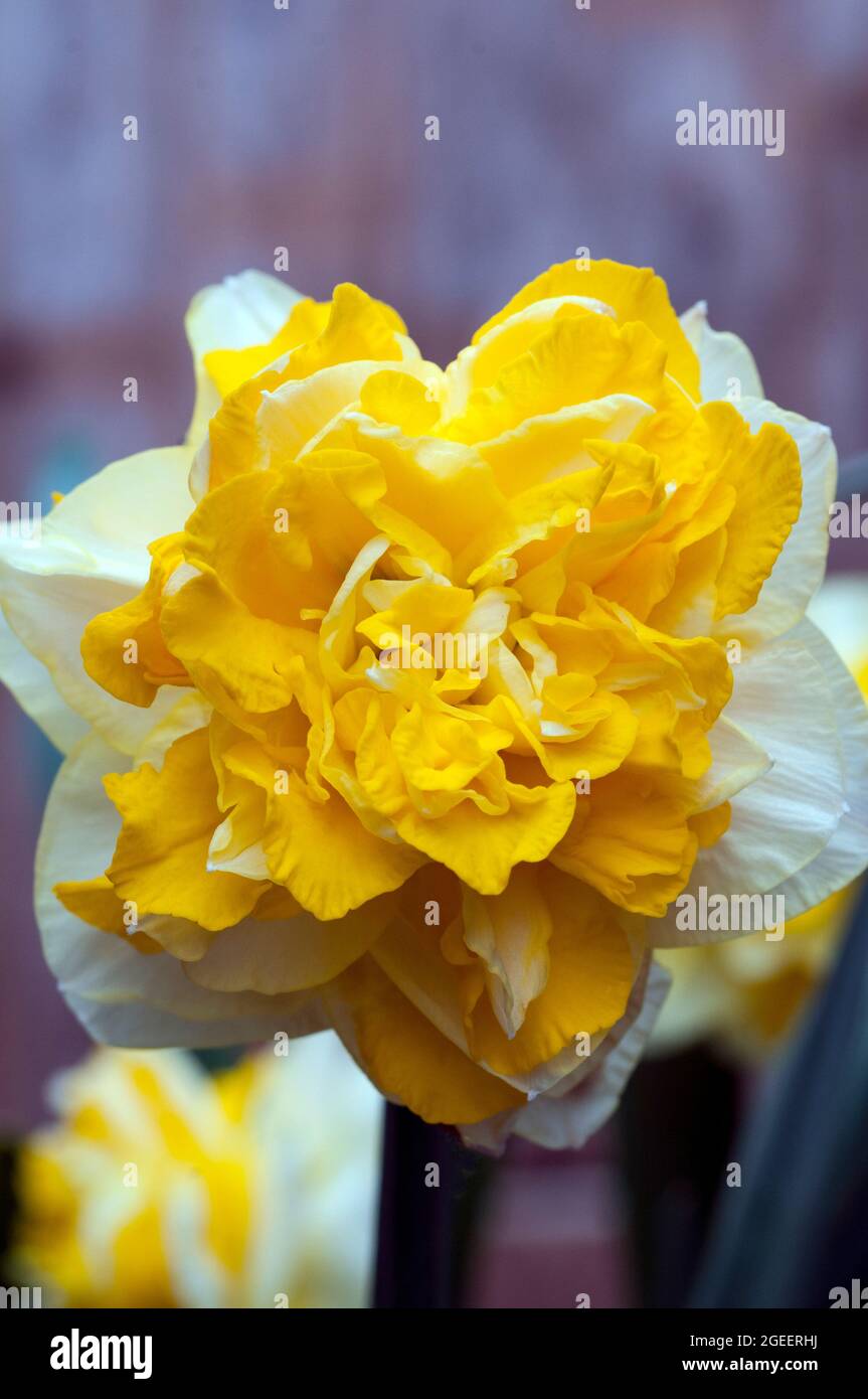 Close up of Narcissus Great Leap in spring. A white or pale yellow and yellow division 4 double daffodil that is a frost hardy deciduous perennial Stock Photo