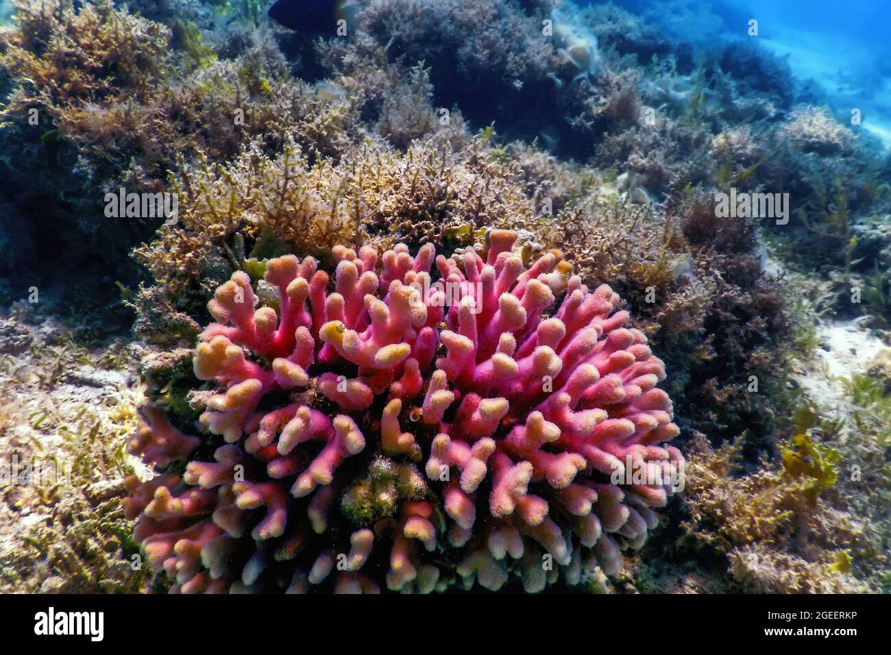 Hood coral, smooth cauliflower coral (Stylophora pistillata) Underwater, Marine life Stock Photo