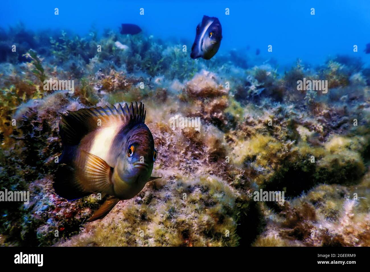 Dusky gregory Underwater (Stegastes nigricans) Marine life Stock Photo