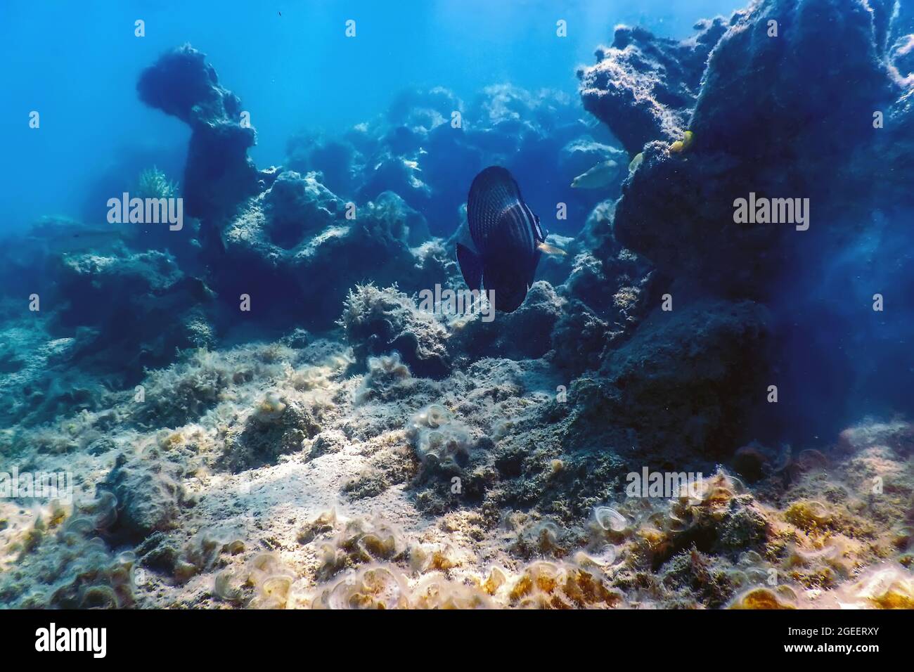 Desjardini Sailfin Tang (Zebrasoma desjardinii) underwater, Marine life Stock Photo