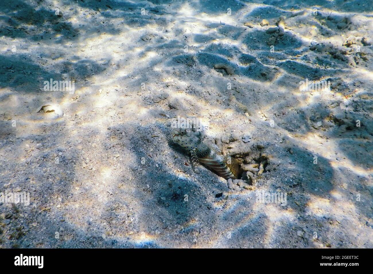 Spotted prawn goby (Amblyeleotris guttata) underwater, Marine life Stock Photo