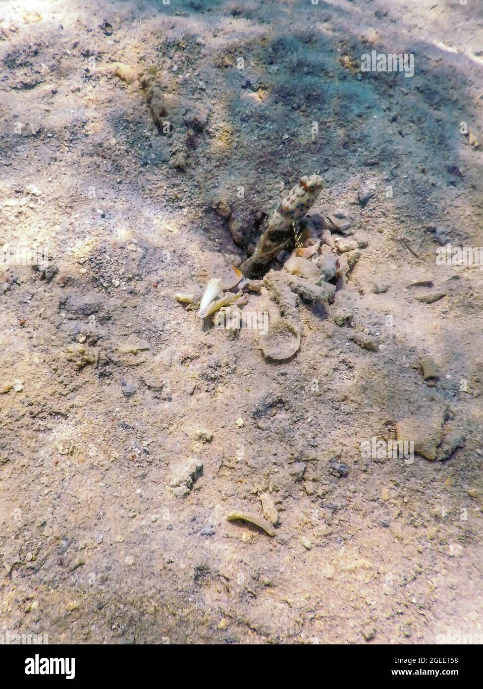 Spotted prawn goby (Amblyeleotris guttata) underwater, Marine life Stock Photo