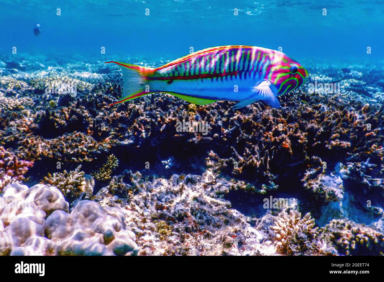 Klunzinger wrasse (Thalassoma rueppellii) Coral fish, Tropical waters, Marine life Stock Photo