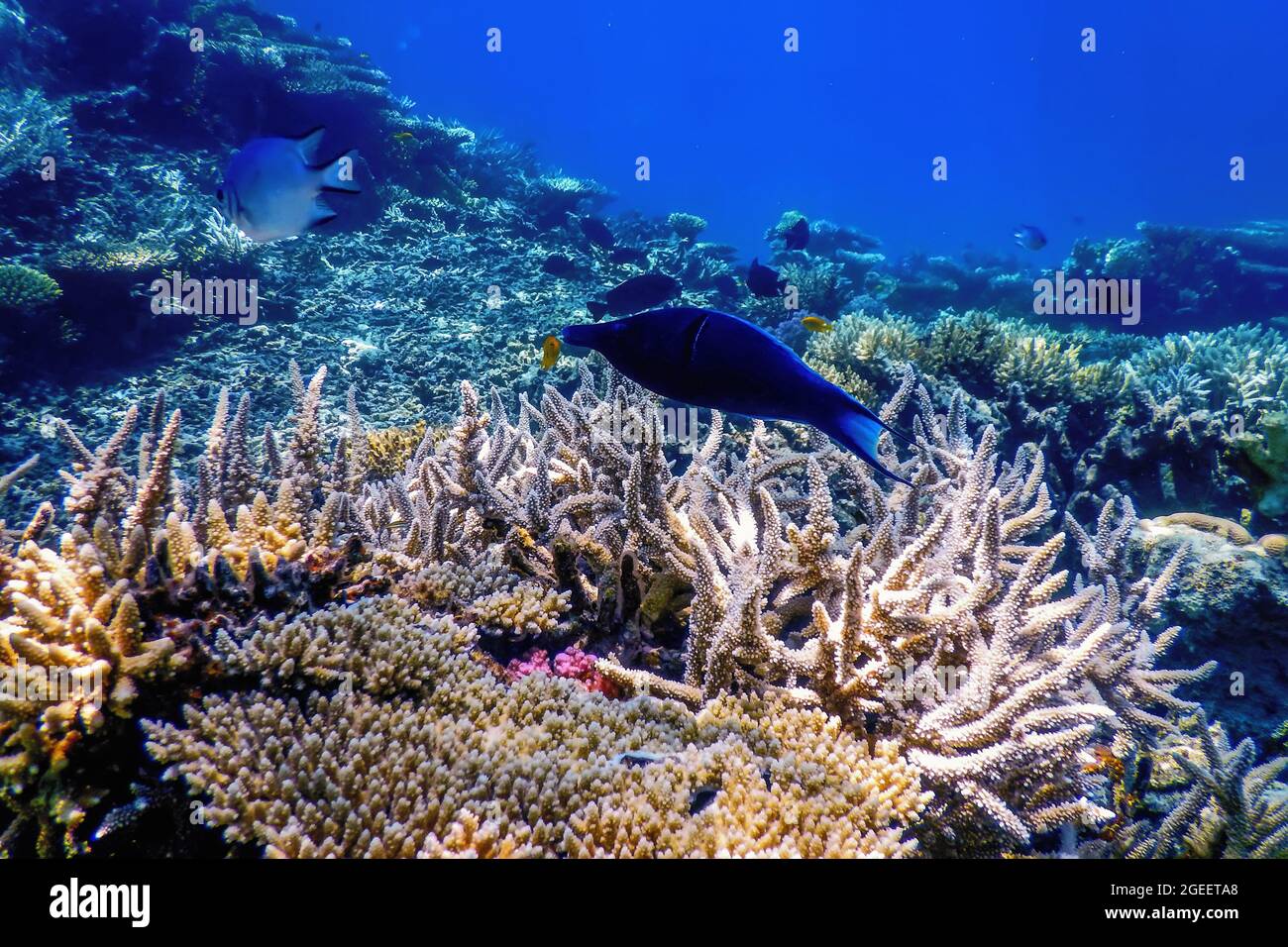 Blue Bird Wrasse (Gomphosus caeruleus) Coral fish, Tropical waters, Marine life Stock Photo