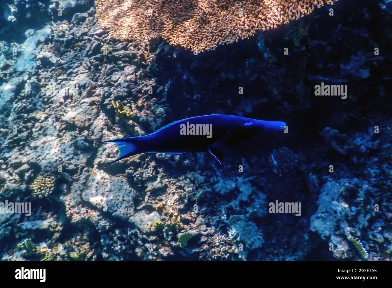 Blue Bird Wrasse (Gomphosus caeruleus) Coral fish, Tropical waters, Marine life Stock Photo