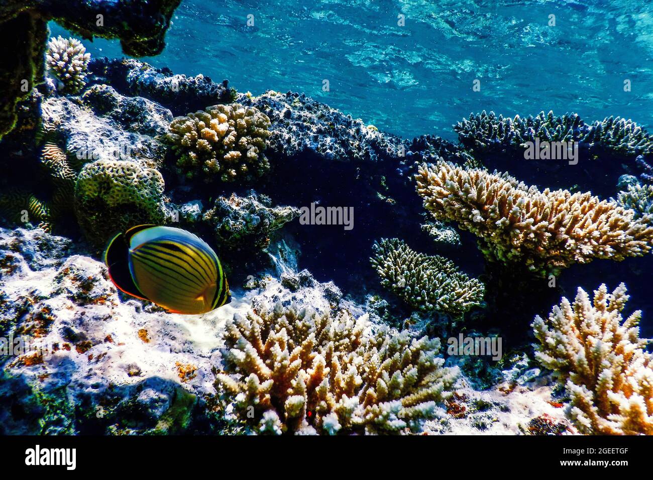 Black tailed butterflyfish (Chaetodon austriacus) Polyp butterflyfish, Coral fish, Tropical waters, Marine life Stock Photo