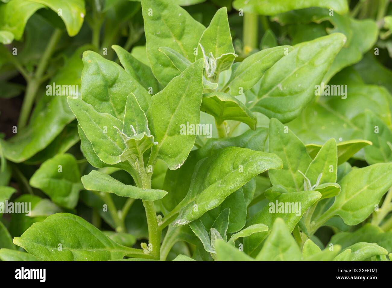 plant Tetragonia tetragonioides or New Zealand spinach growing outdoors in spring Stock Photo