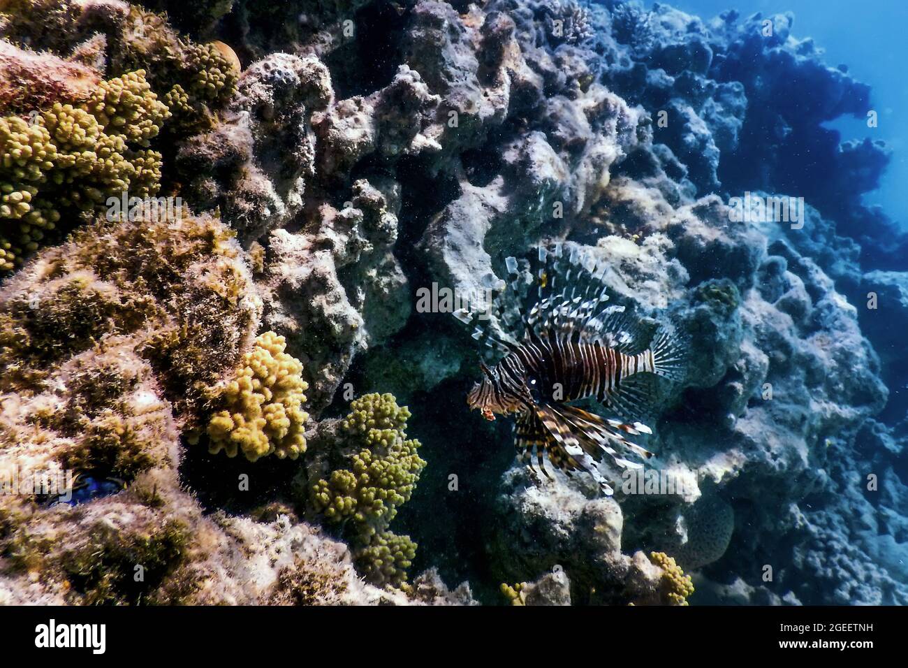 Lionfish venomous coral reef fish, invasive species (Pterois volitans