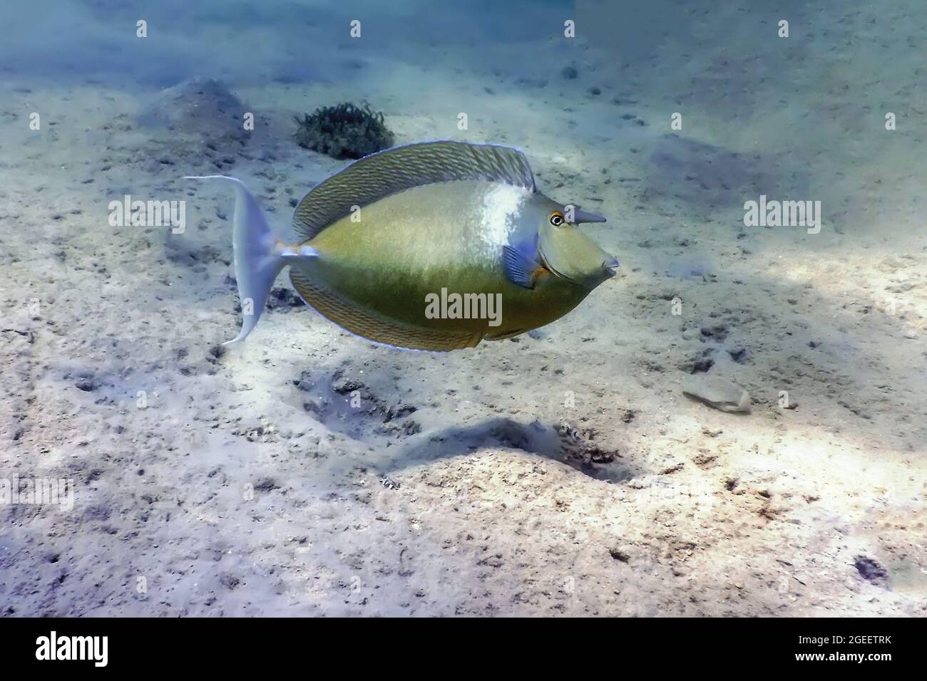 Whitemargin unicornfish (Naso annulatus) Tropical waters, Marine life Stock Photo