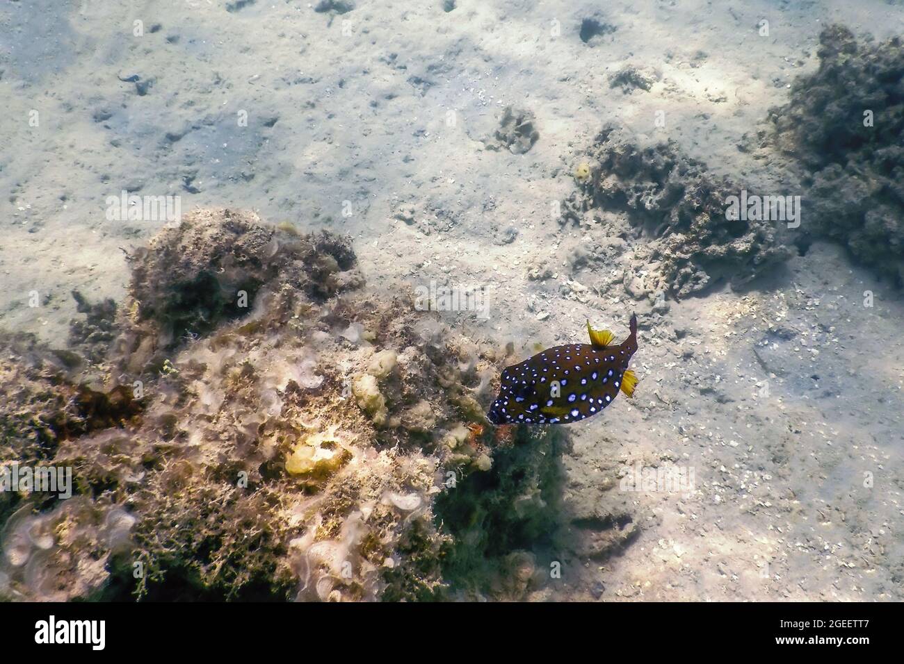 Yellow Boxfish (Ostracion Cubicus) Underwater, Marine Life Stock Photo ...