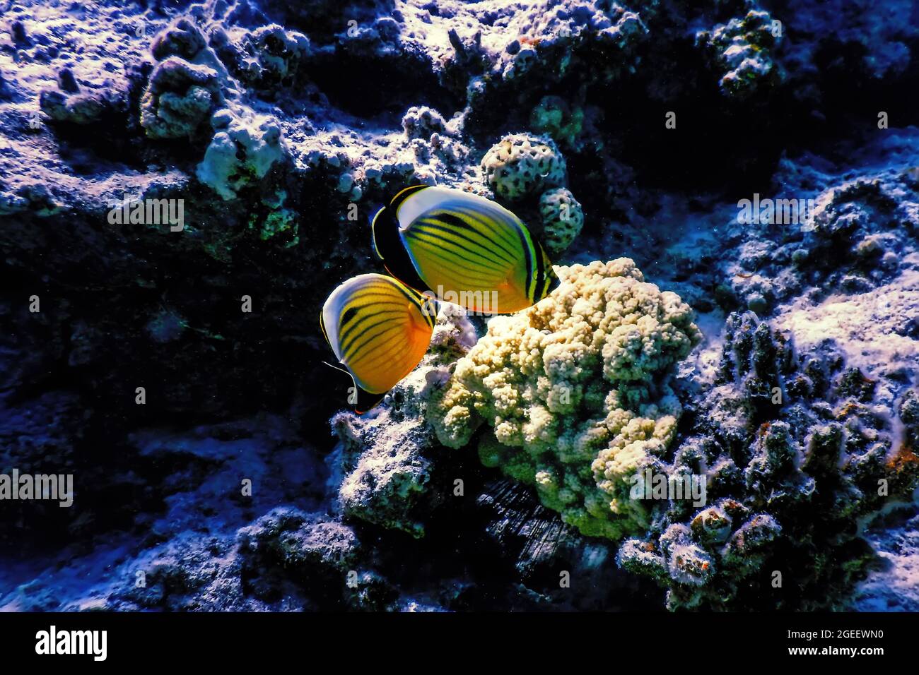 Black tailed butterflyfish (Chaetodon austriacus) Polyp butterflyfish, Coral fish, Tropical waters, Marine life Stock Photo