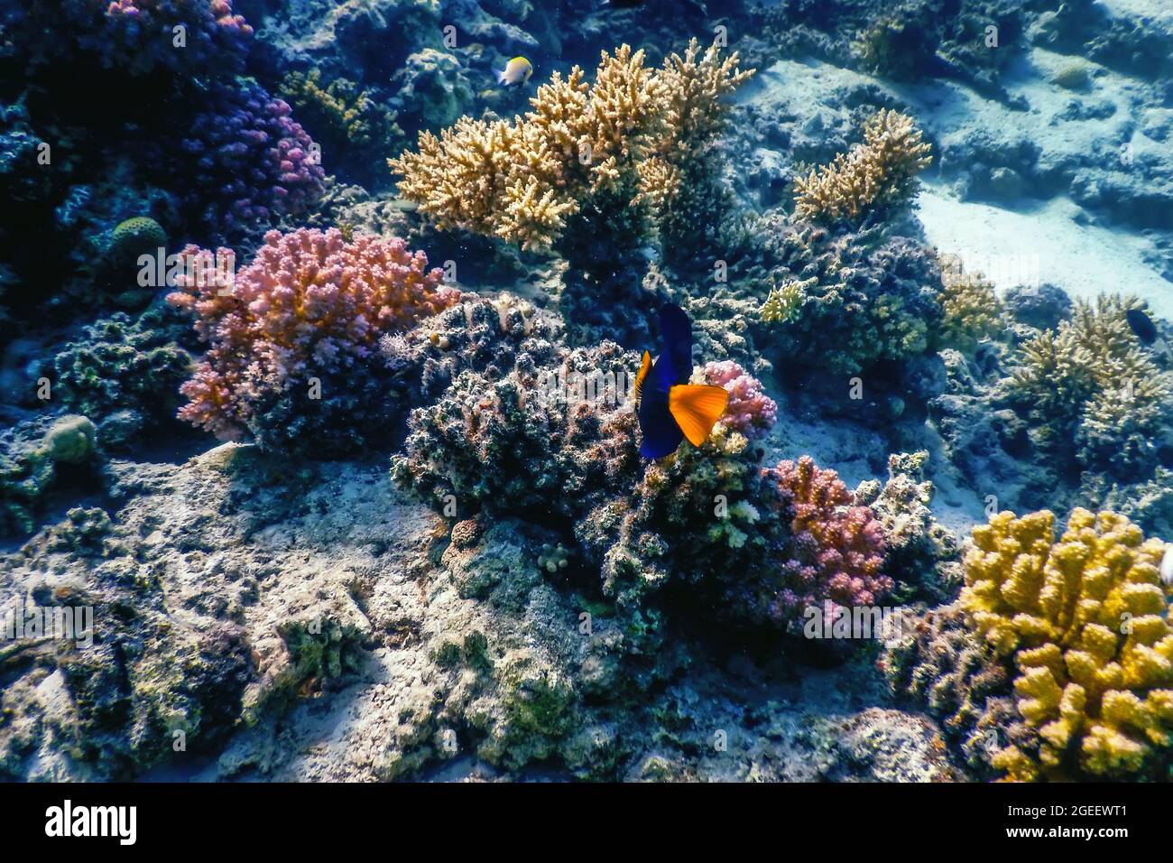 Yellowtail tang, Yellowtail surgeonfish (Zebrasoma xanthurum) Tropical waters, Marine life Stock Photo