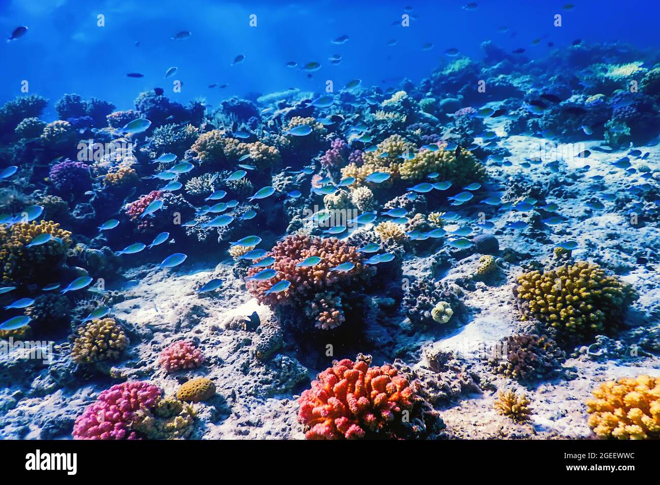 Underwater view of the coral reef, Tropical waters, Marine life Stock ...