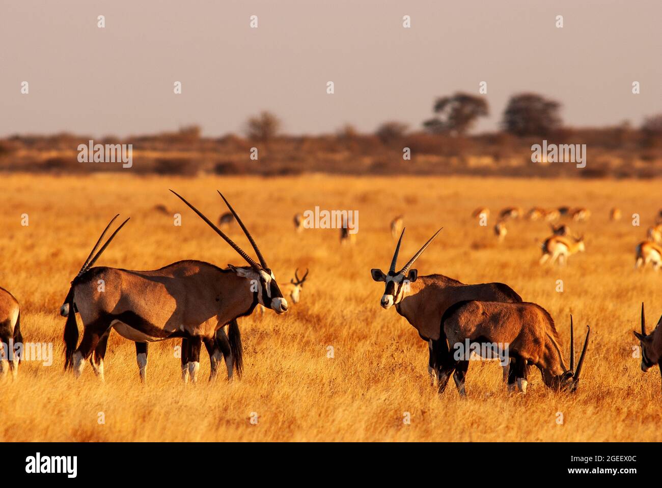 Gemsbok or Orix antelope herd on the plains of Central Kalahari Game Reserve, Botswana Stock Photo
