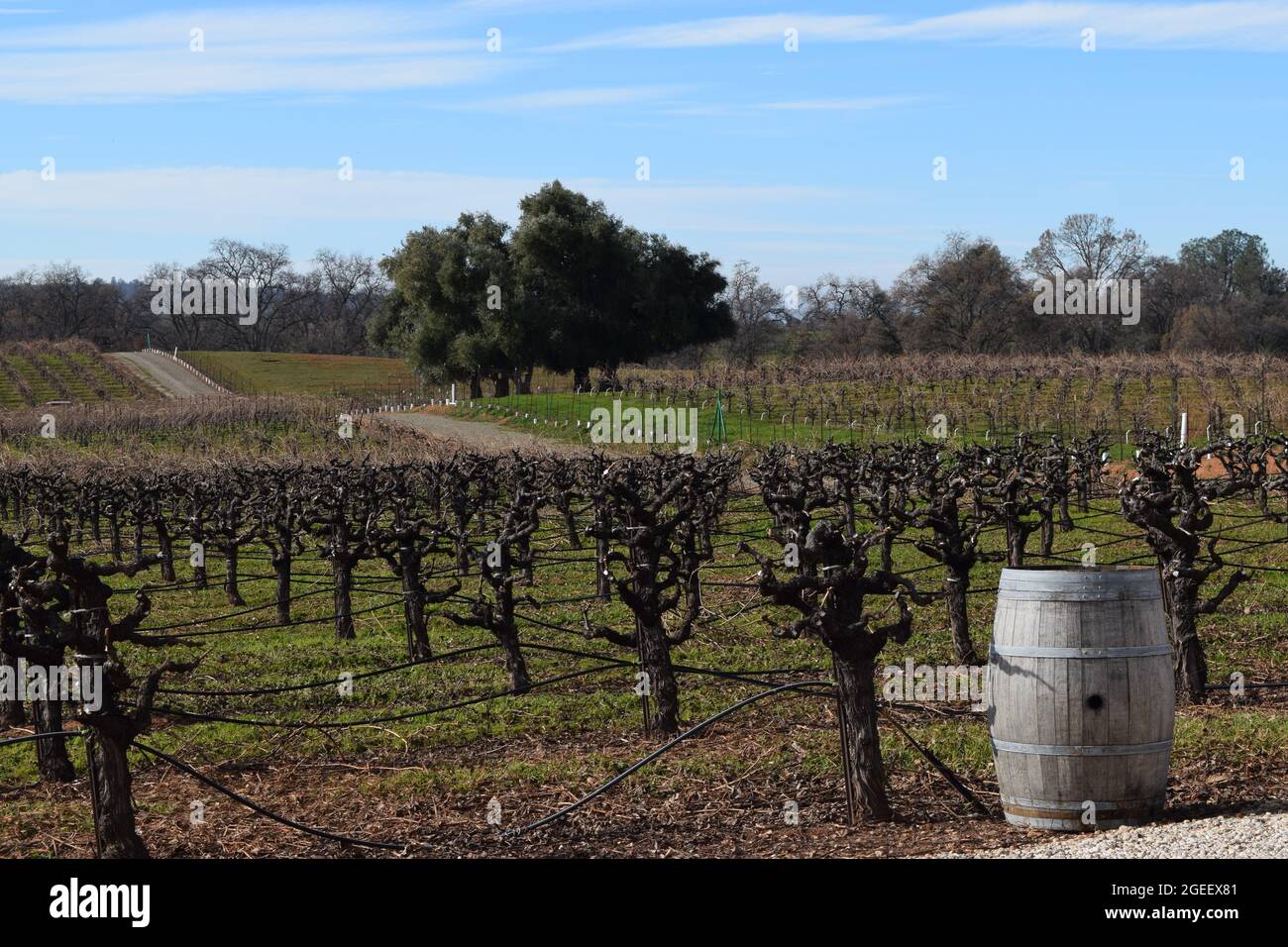 Shenandoah Valley Vineyard, Amador County, California Stock Photo