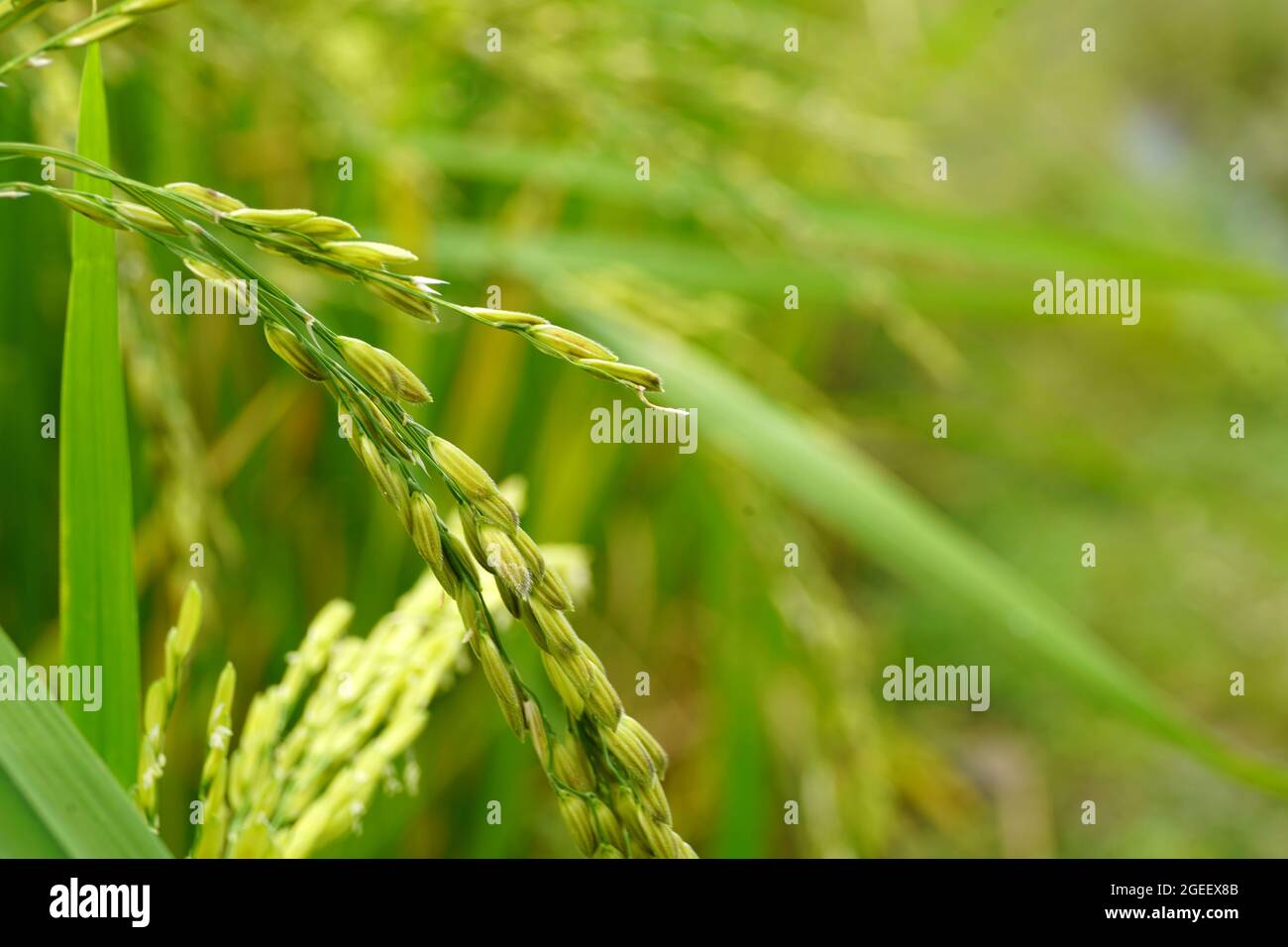 Closeup shot of green grass in a field Stock Photo - Alamy